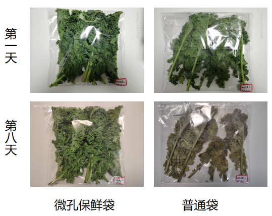 绿色蔬菜|自然领“鲜”|羽衣甘蓝保鲜
