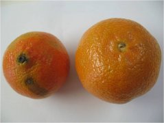 橘子贮藏运输及货架期保鲜技术