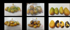 芒果的采后贮藏保鲜技术方案